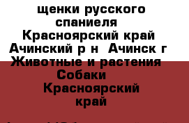 щенки русского спаниеля - Красноярский край, Ачинский р-н, Ачинск г. Животные и растения » Собаки   . Красноярский край